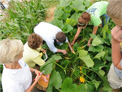 Growing Nutritious Food